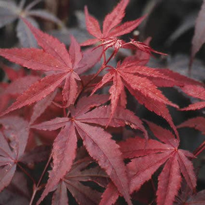  Japanse Esdoorn (Acer Palmatum 'Atropurpureum')