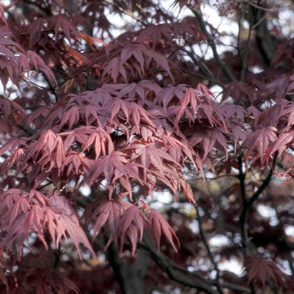  Japanse Esdoorn (Acer Palmatum 'Bloodgood')