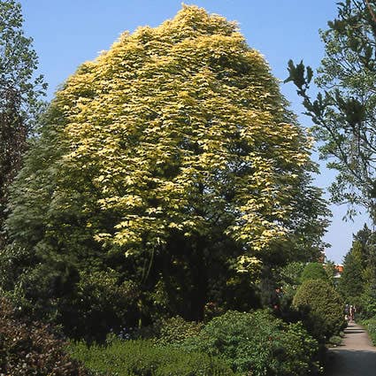  Bonte Bolesdoorn (Acer Pseudoplatanus 'Brilliantissimum')