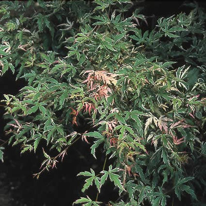  Japanse Esdoorn (Acer Palmatum 'Butterfly')