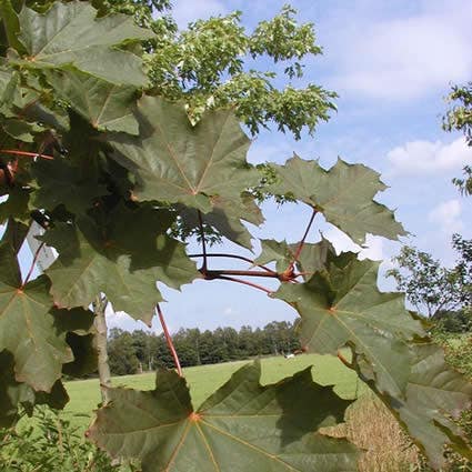  Noorse Esdoorn (Acer Platanoides 'Deborah')