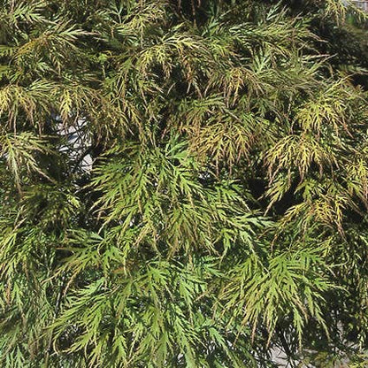  Japanse Esdoorn (Acer Palmatum 'Dissectum')