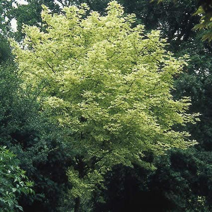  Bonte Esdoorn (Acer Platanoides 'Drummondii')