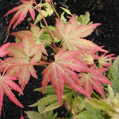  Japanse Esdoorn (Acer Palmatum 'Orange Dream')