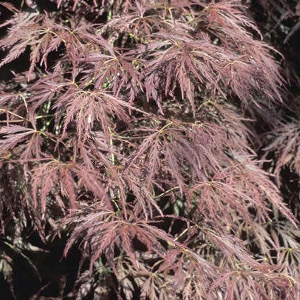  Japanse Esdoorn (Acer Palmatum 'Ornatum')