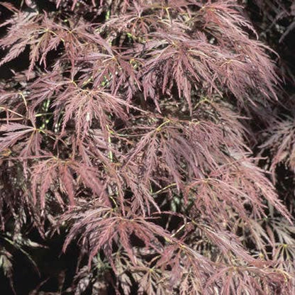  Japanse Esdoorn (Acer Palmatum 'Ornatum')