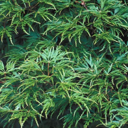  Japanse Esdoorn (Acer Palmatum 'Seiryu')