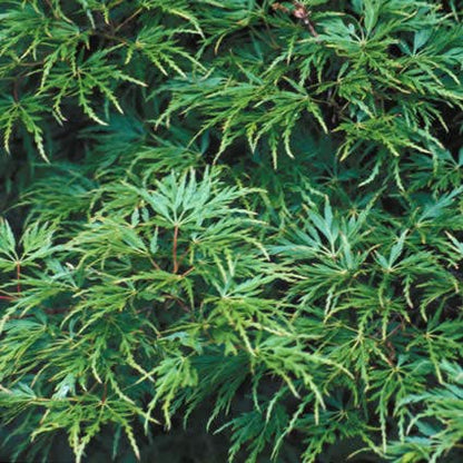  Japanse Esdoorn (Acer Palmatum 'Seiryu')