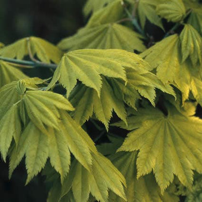  Japanse Esdoorn (Acer Shirasawanum 'Aureum')