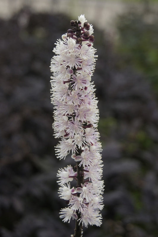  Zilverkaars (Actaea Simplex 'Pink Spike')
