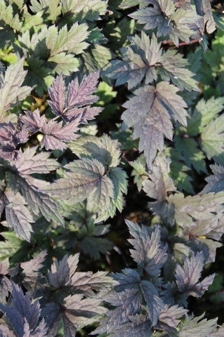  Zilverkaars (Actaea Simplex 'Pink Spike')