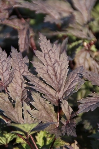  Zilverkaars (Actaea Simplex 'Pink Spike')