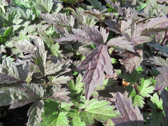  Zilverkaars (Actaea Simplex 'Pink Spike')