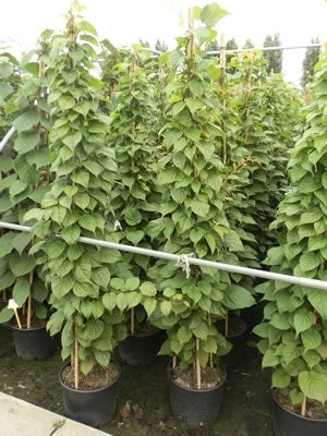  Sierkiwi (Actinidia Kolomikta)