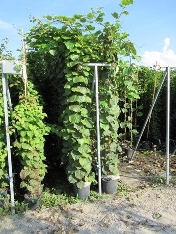  Kiwiplant (Actinidia 'Jenny')