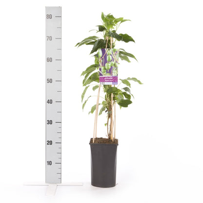  Kiwibes (Actinidia Arguta 'Issai')