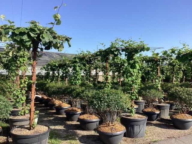  Kiwiplant Als Dakboom (Actinidia Chinensis)