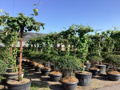  Kiwiplant Als Dakboom (Actinidia Chinensis)
