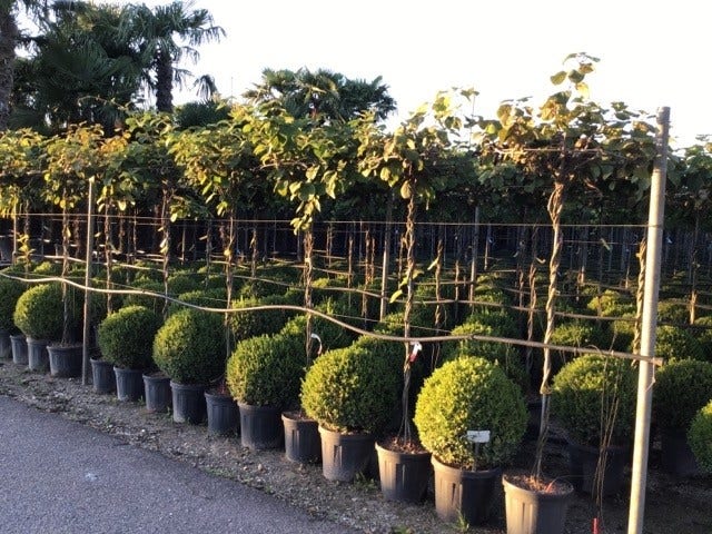  Kiwiplant Als Dakboom (Actinidia Chinensis)