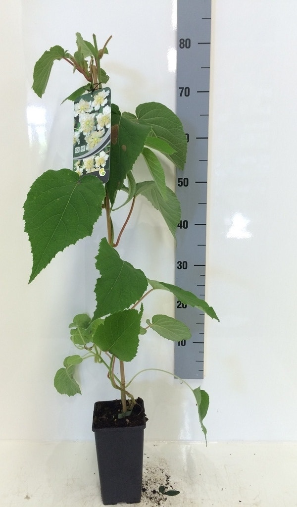 Kiwiplant (Actinidia 'Atlas')