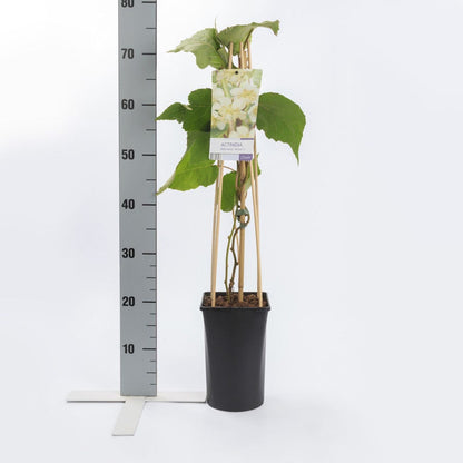  Kiwiplant (Actinidia 'Atlas')