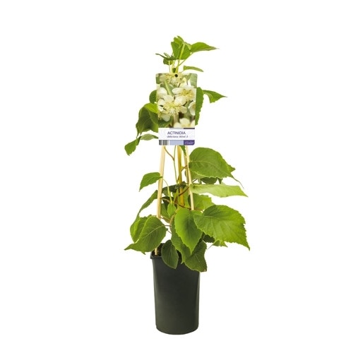  Kiwiplant (Actinidia 'Atlas')