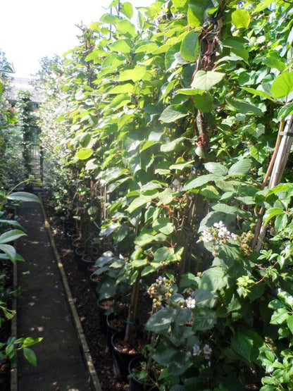  Kiwiplant (Actinidia 'Jenny')