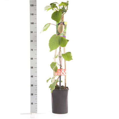  Kiwiplant (Actinidia 'Jenny')