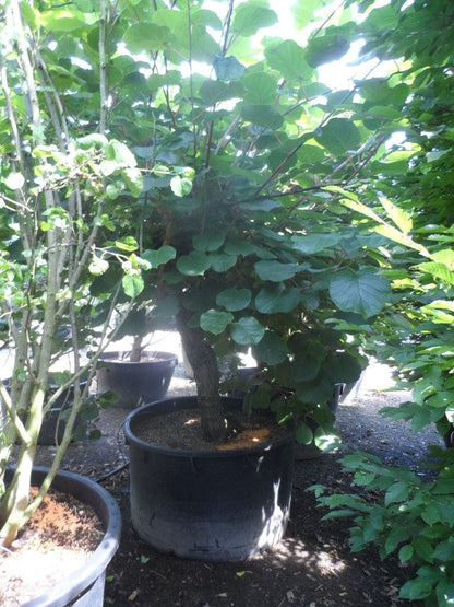  Kiwiplant (Actinidia 'Jenny')