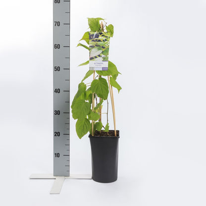  Sierkiwi (Actinidia Kolomikta)