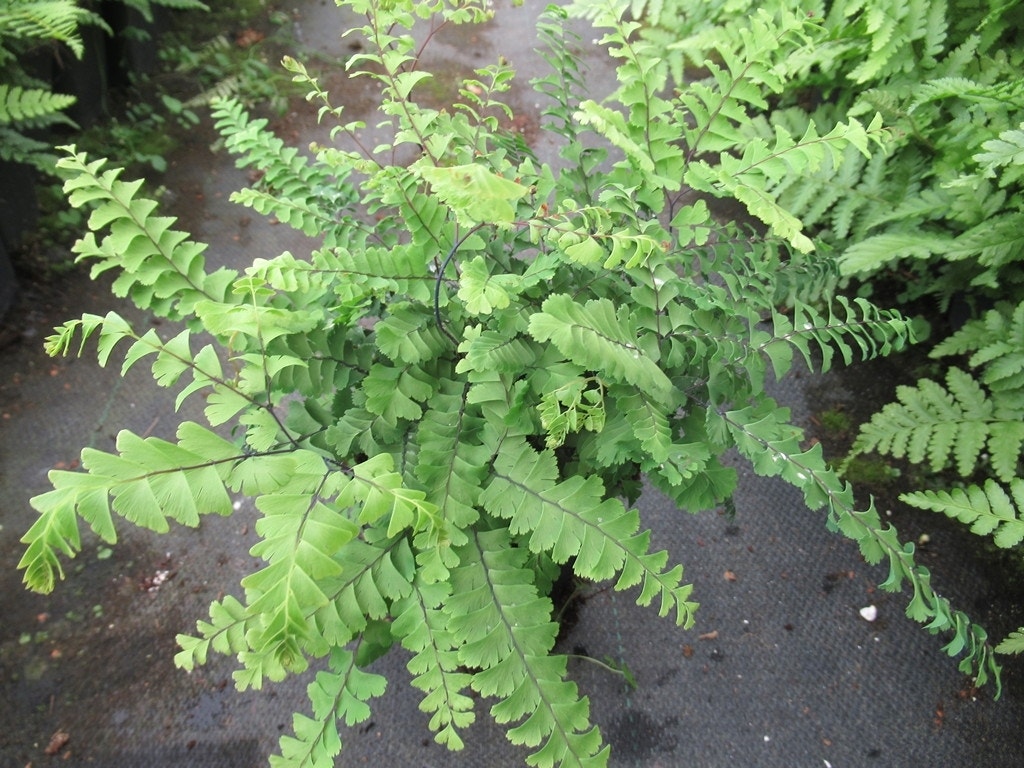  Venushaar/varen (Adiantum Pedatum)