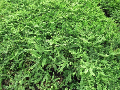  Venushaar/varen (Adiantum Pedatum)