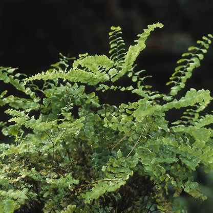  Venushaar/varen (Adiantum Pedatum)