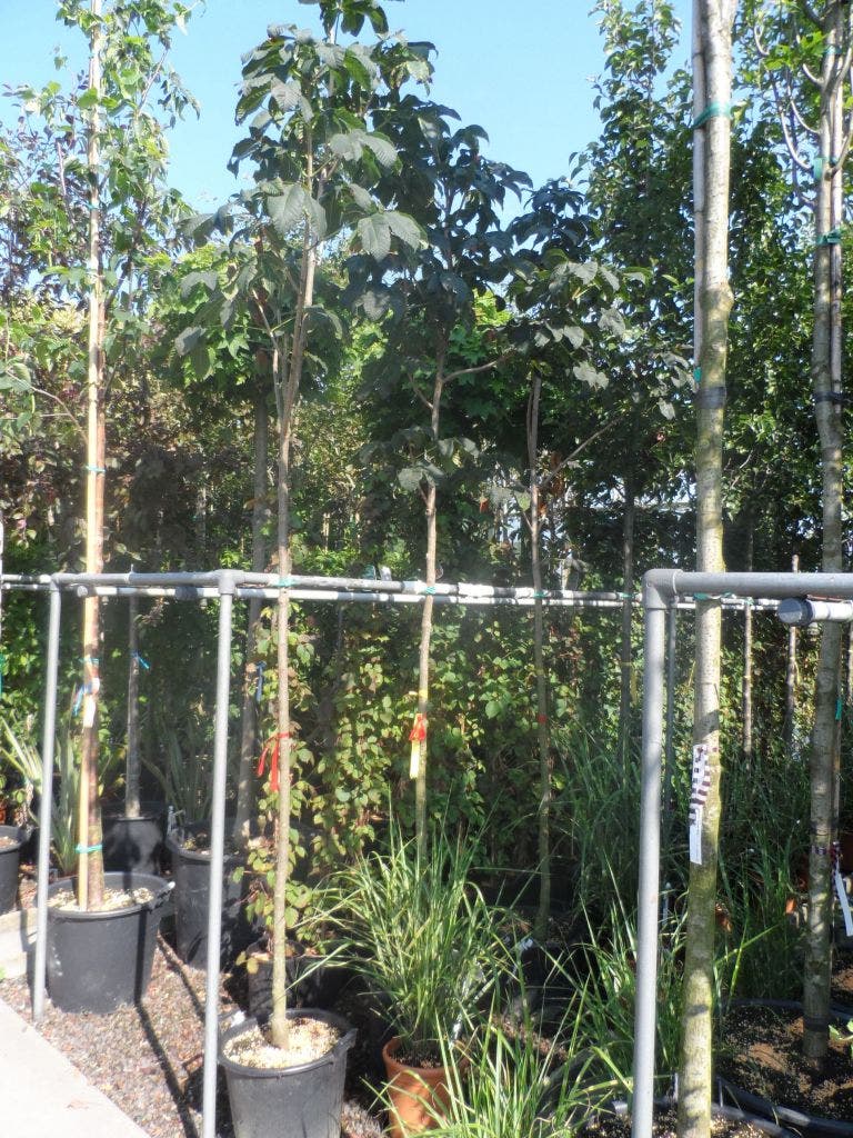  Kastanjeboom (Aesculus Carnea 'Briotii')