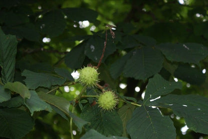  Witte Paardenkastanje (Aesculus Hippocastanum)