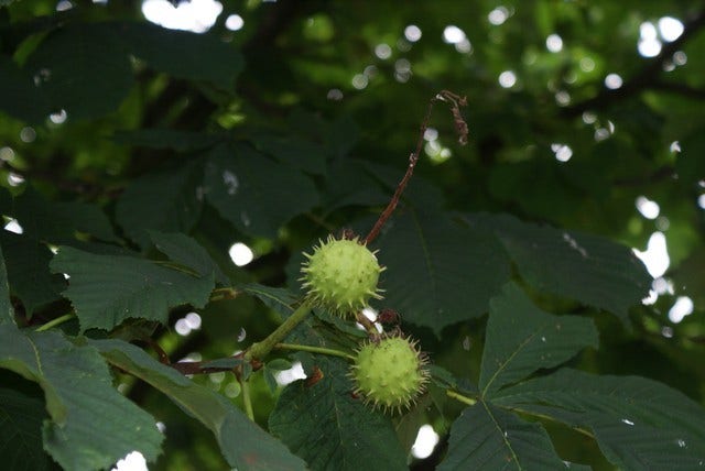  Paardenkastanje (Aesculus Hippocastanum 'Baumannii')