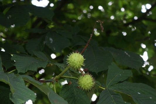  Witte Paardenkastanje (Aesculus Hippocastanum)