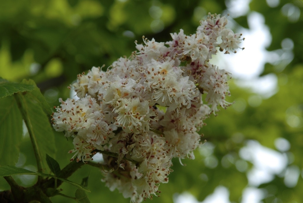  Paardenkastanje (Aesculus Hippocastanum 'Baumannii')