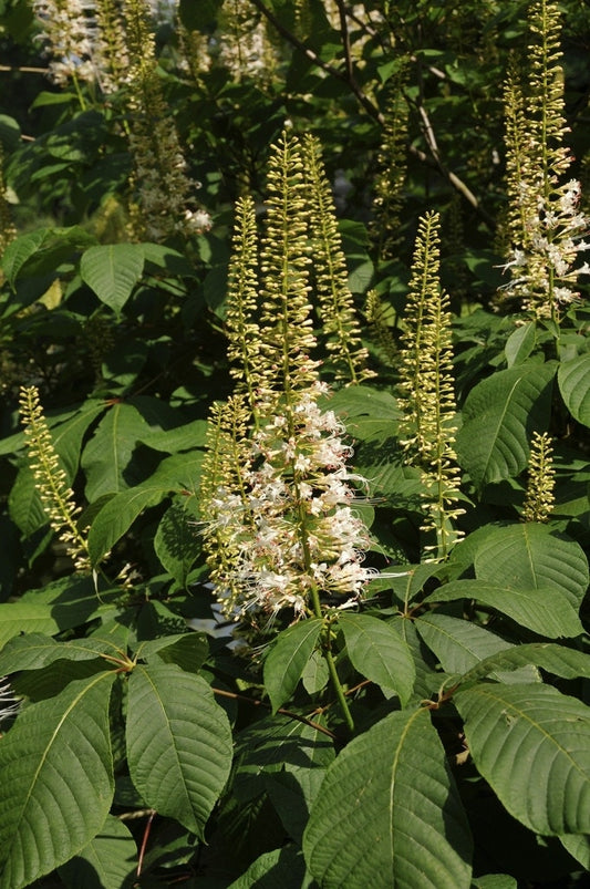  Herfstpaardenkastanje (Aesculus Parviflora)