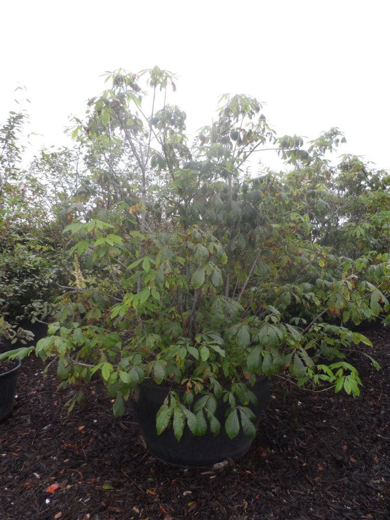  Herfstpaardenkastanje (Aesculus Parviflora)