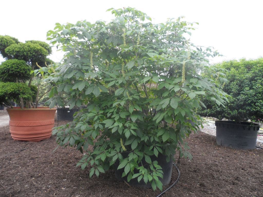  Herfstpaardenkastanje (Aesculus Parviflora)