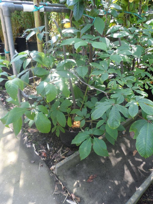  Herfstpaardenkastanje (Aesculus Parviflora)
