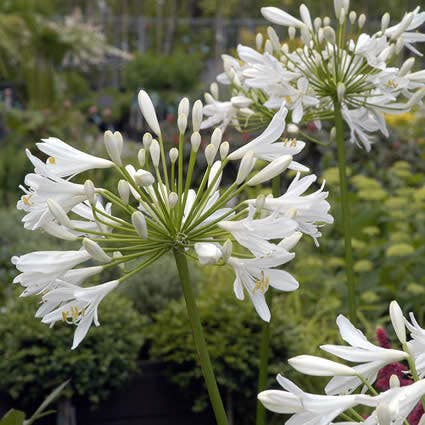  Afrikaanse Lelie (Agapanthus Africanus 'Albus')