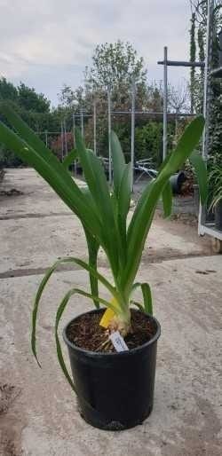  Afrikaanse Lelie (Agapanthus Umbellatus 'Albus')