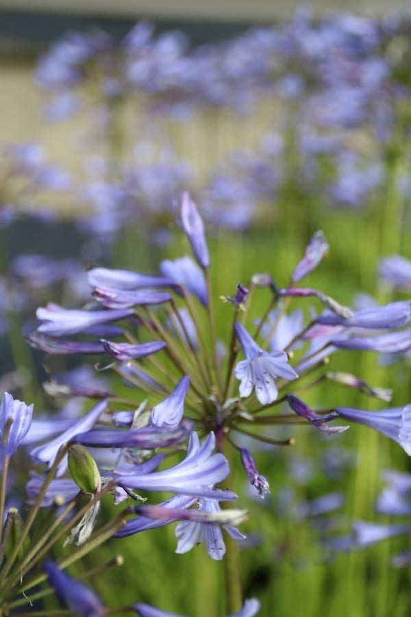  Afrikaanse Lelie (Agapanthus Africanus)