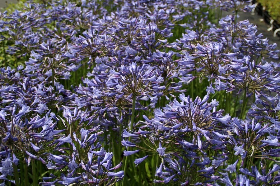  Afrikaanse Lelie (Agapanthus Africanus)