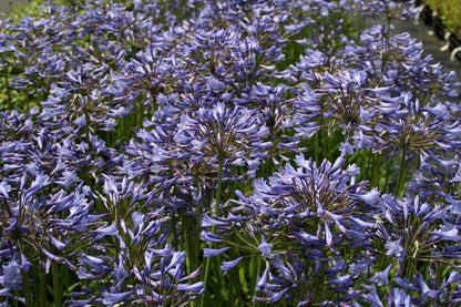  Afrikaanse Lelie (Agapanthus Africanus)