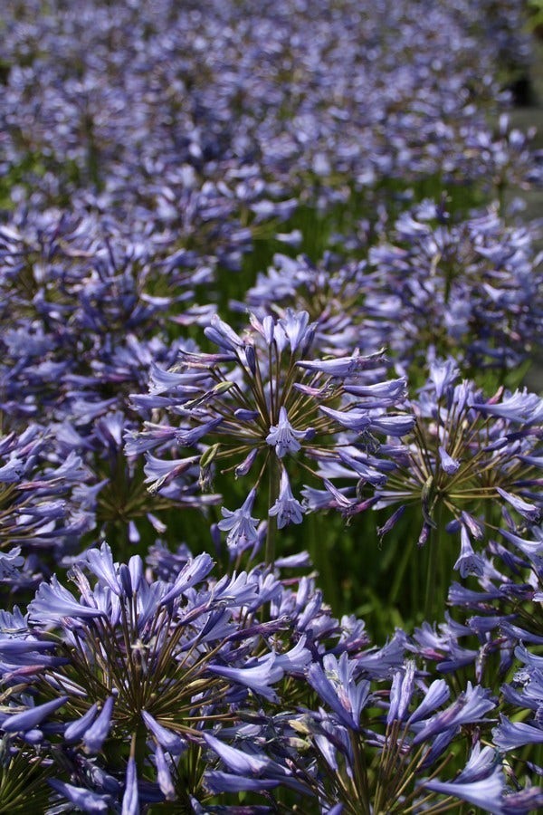  Afrikaanse Lelie (Agapanthus Africanus)