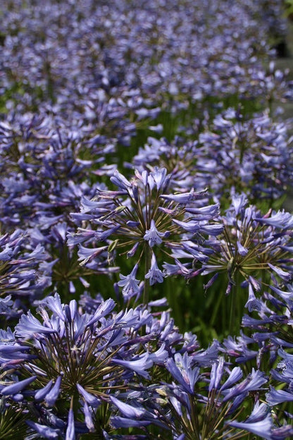  Afrikaanse Lelie (Agapanthus Africanus)