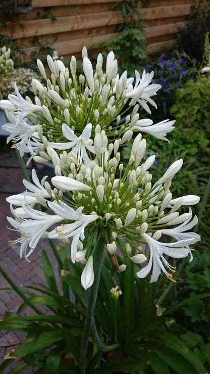  Afrikaanse Lelie (Agapanthus Africanus 'Albus')